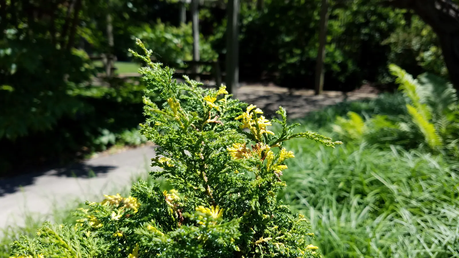 Hinoki Cypress (Chamaecyparis Obtusa) — Provides year-round interest with its textured bark and tiered branches