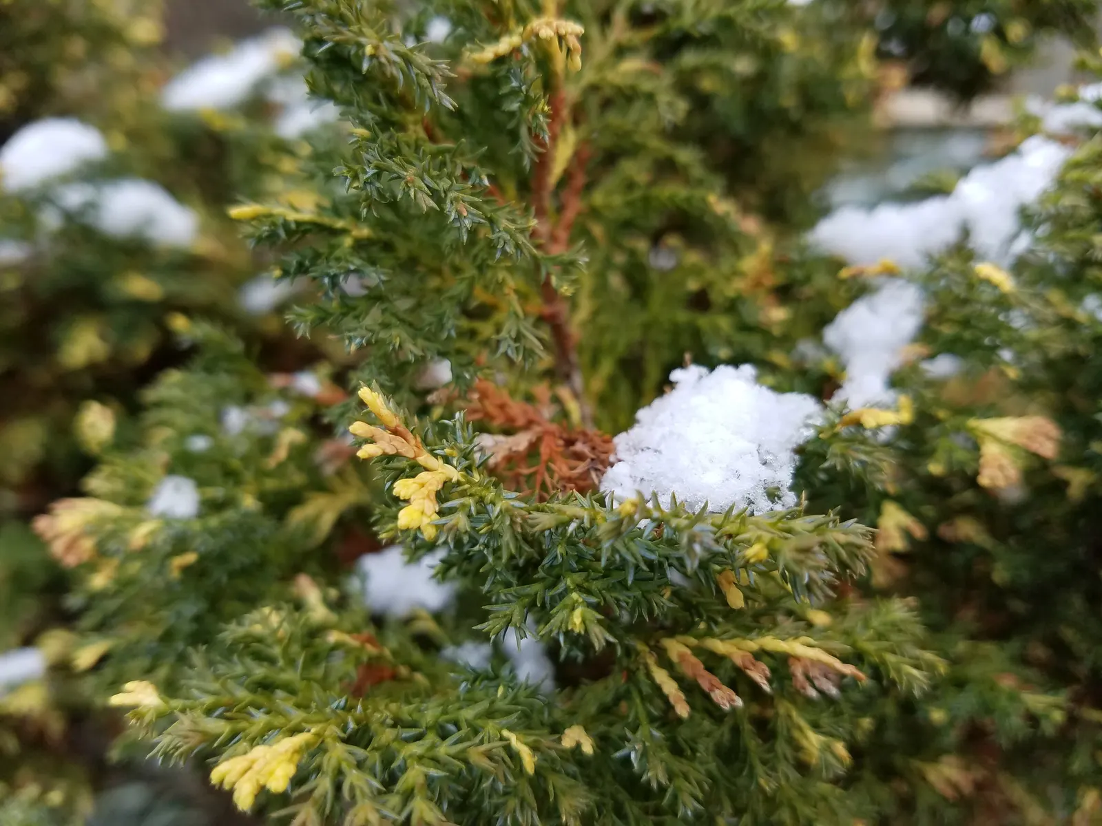 Hinoki Cypress (Chamaecyparis Obtusa) — Ideal for privacy screens and specimen planting, it requires well-drained soils