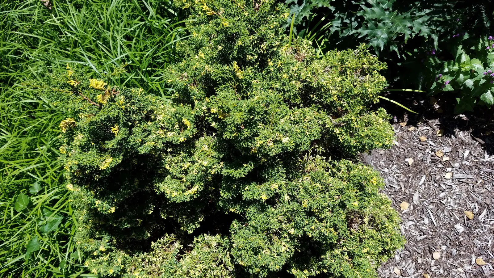 Hinoki Cypress (Chamaecyparis Obtusa) — It is also resistant to most pests and diseases, making it a robust choice for your landscape; mature trees reach 50-75