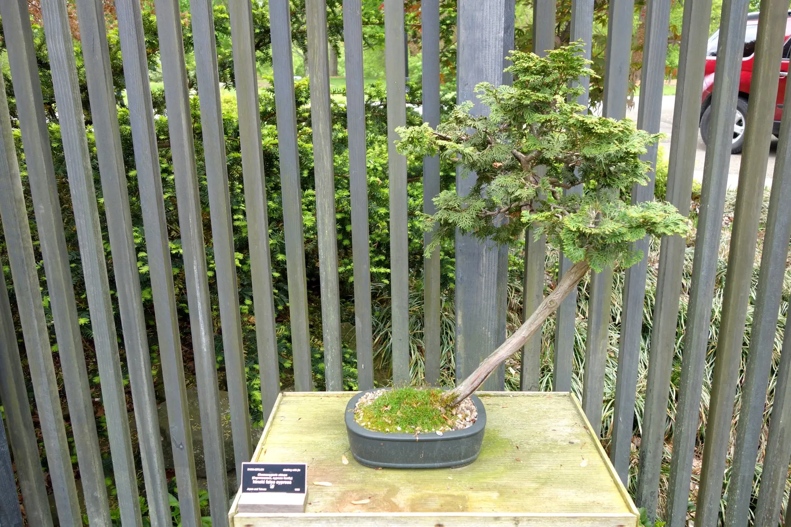 Hinoki Cypress (Chamaecyparis Obtusa) — needing little pruning due to its naturally attractive shape, image 39
