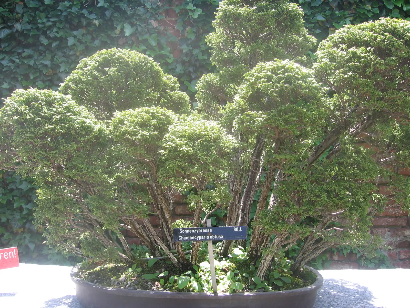 Hinoki Cypress (Chamaecyparis Obtusa) — Remember that in highly urban or polluted areas; this striking species is admired for its dense