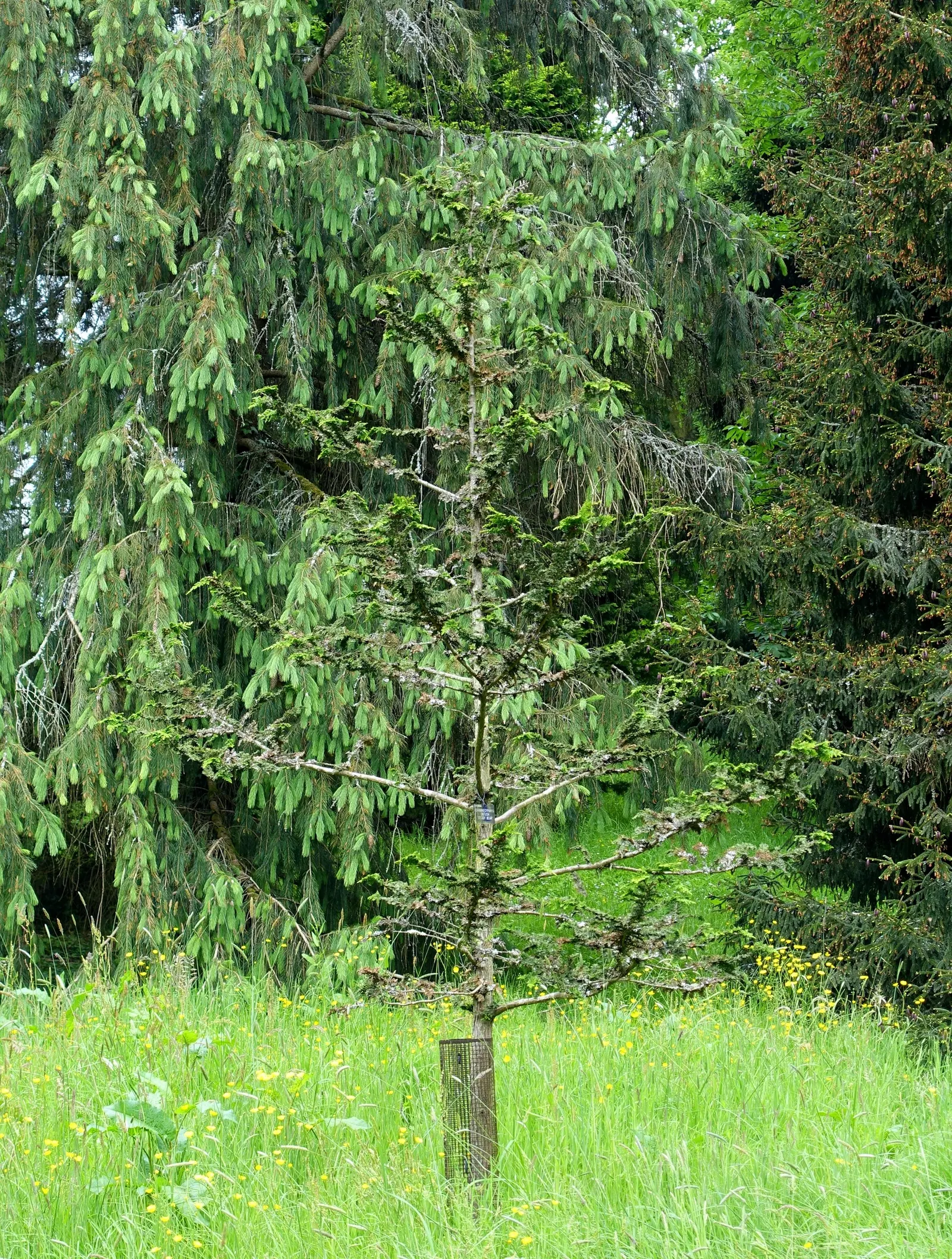 Hinoki Cypress (Chamaecyparis Obtusa) — prized for its rich green; this striking species is admired for its dense, image 44