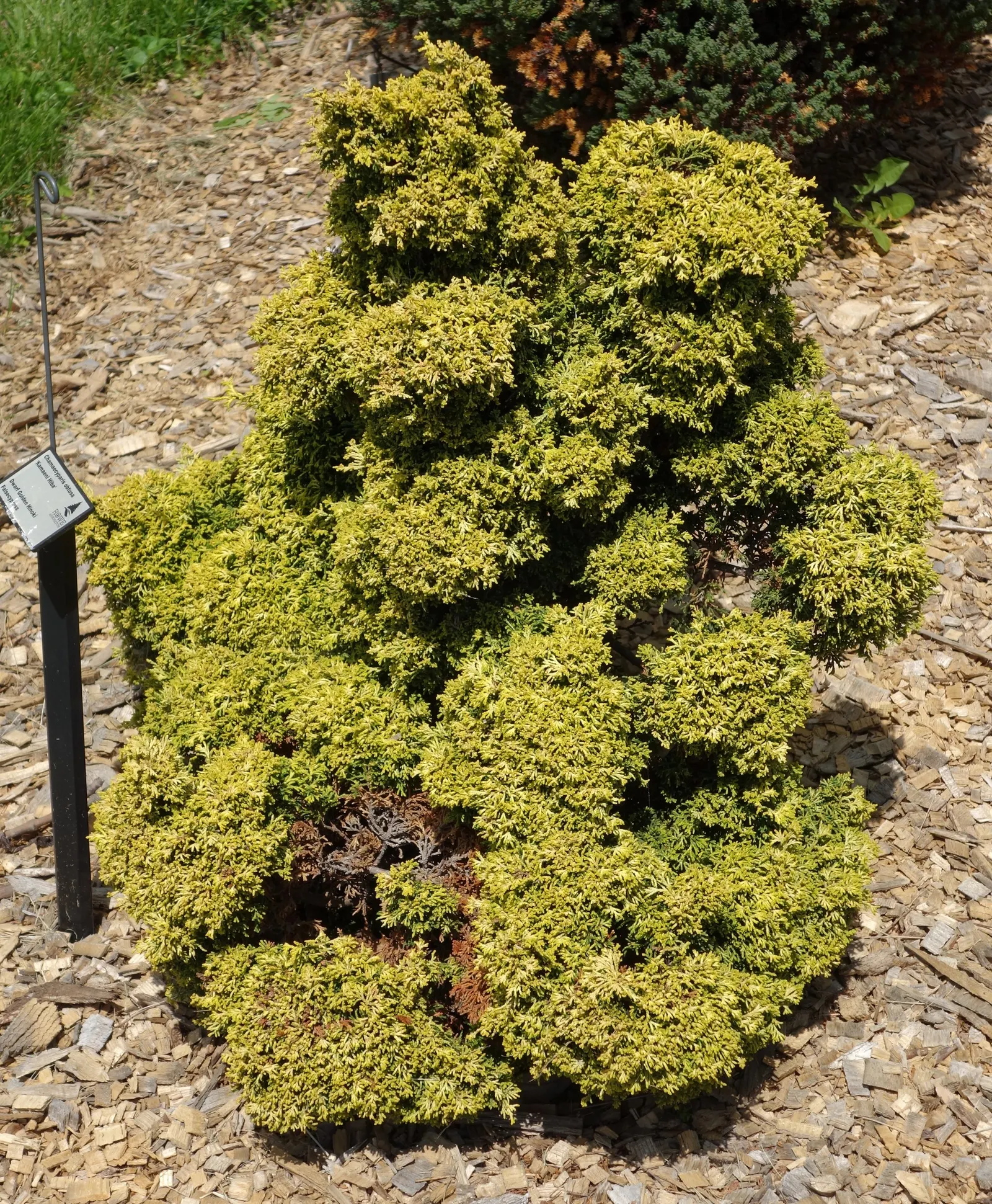 Hinoki Cypress (Chamaecyparis Obtusa) — conifer / tree for full or half; needing little pruning due to its naturally attractive shape