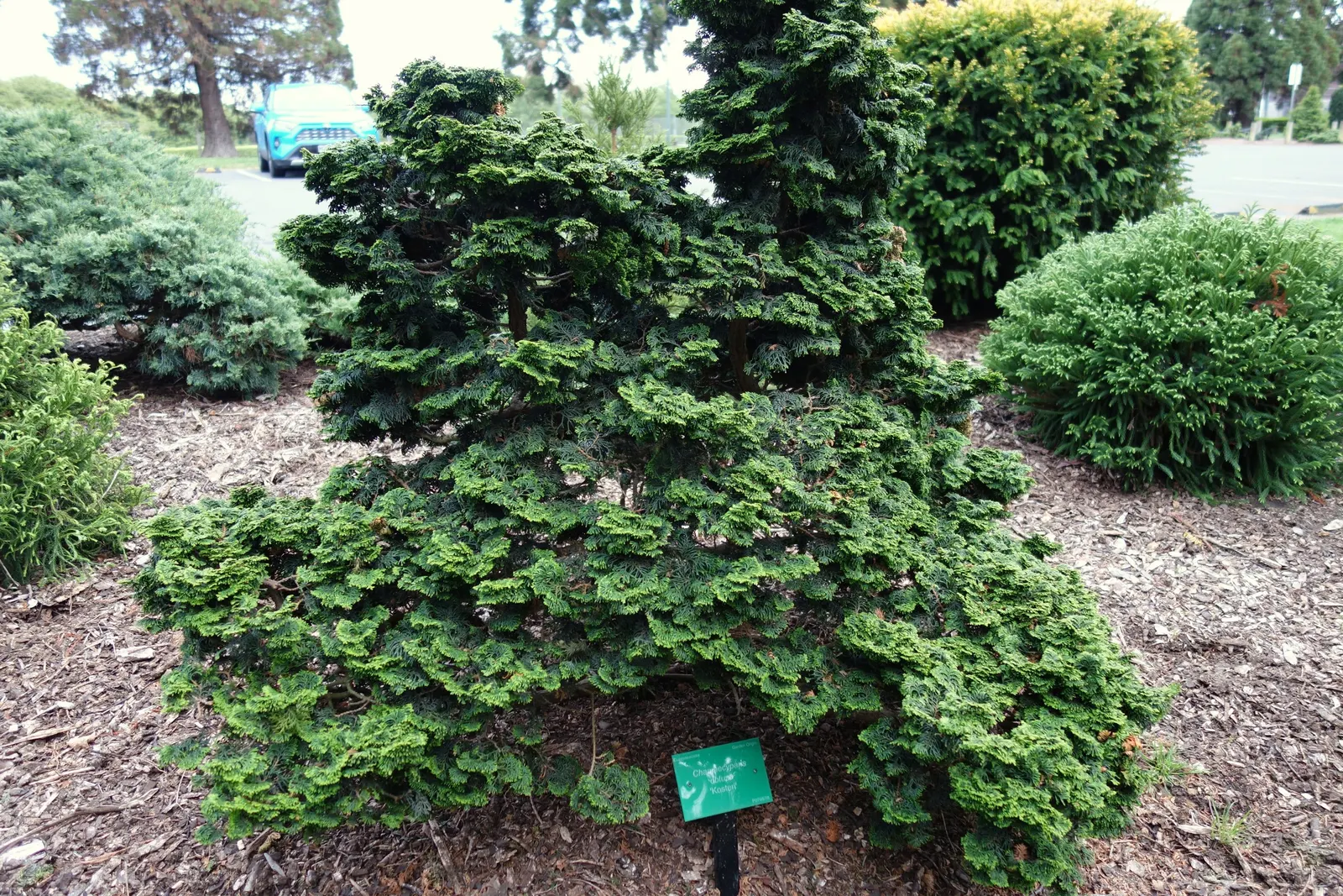 Hinoki Cypress (Chamaecyparis Obtusa) — scale-like foliage and conical growth habit