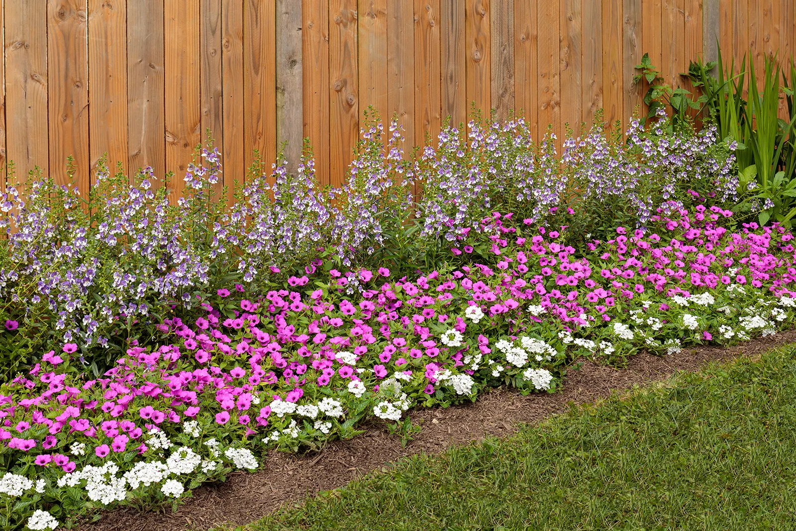 Wedgwood Blue III Summer Snapdragon (Angelonia) — well-drained soil is sufficient