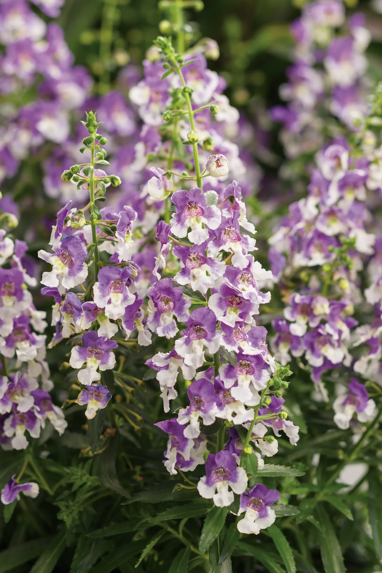 Wedgwood Blue III Summer Snapdragon (Angelonia) — and its deer resistance adds another practical layer of ease.<br><br>Use Wedgwood Blue III where a crisp