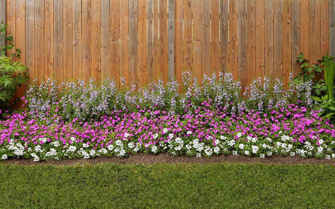 Whiteout™ Verbena — luminous sweep of white to summer plantings; commonly referred to as Whiteout™ Verbena