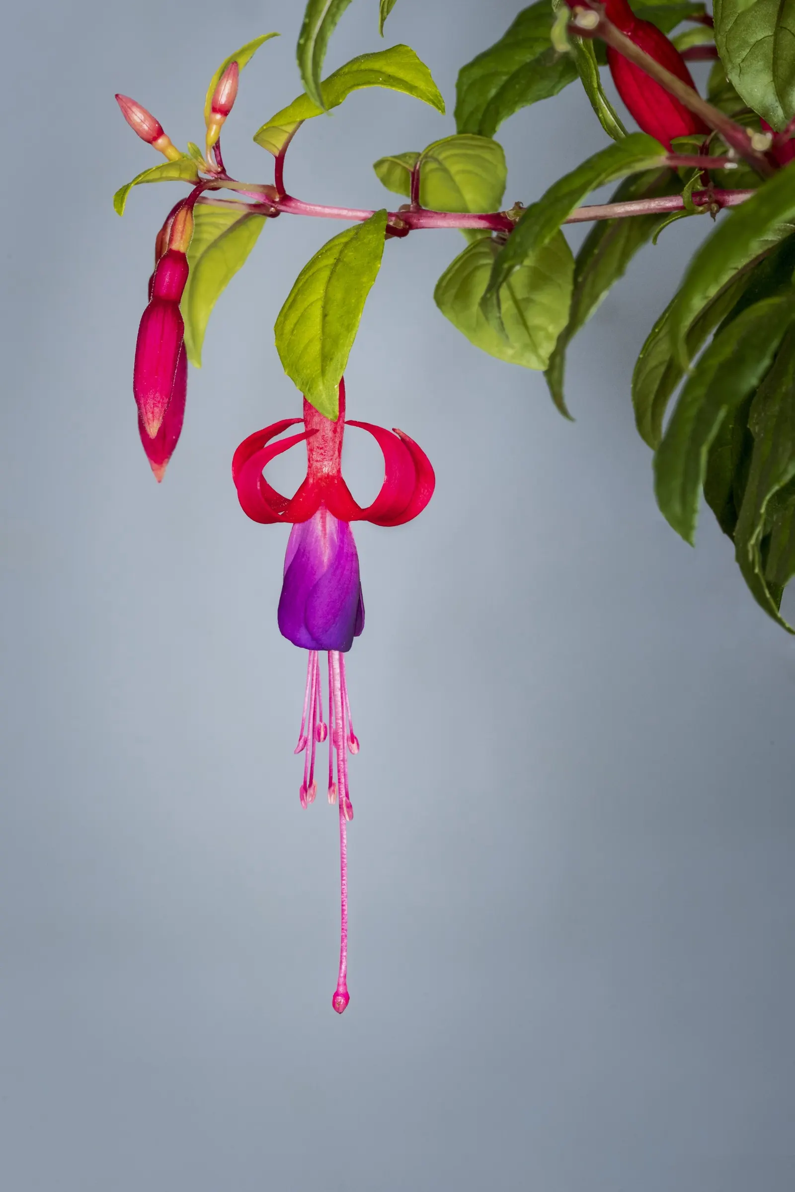 Hardy Fuchsia Genii — The Hardy Fuchsia 'Genii' (Fuchsia genii)
