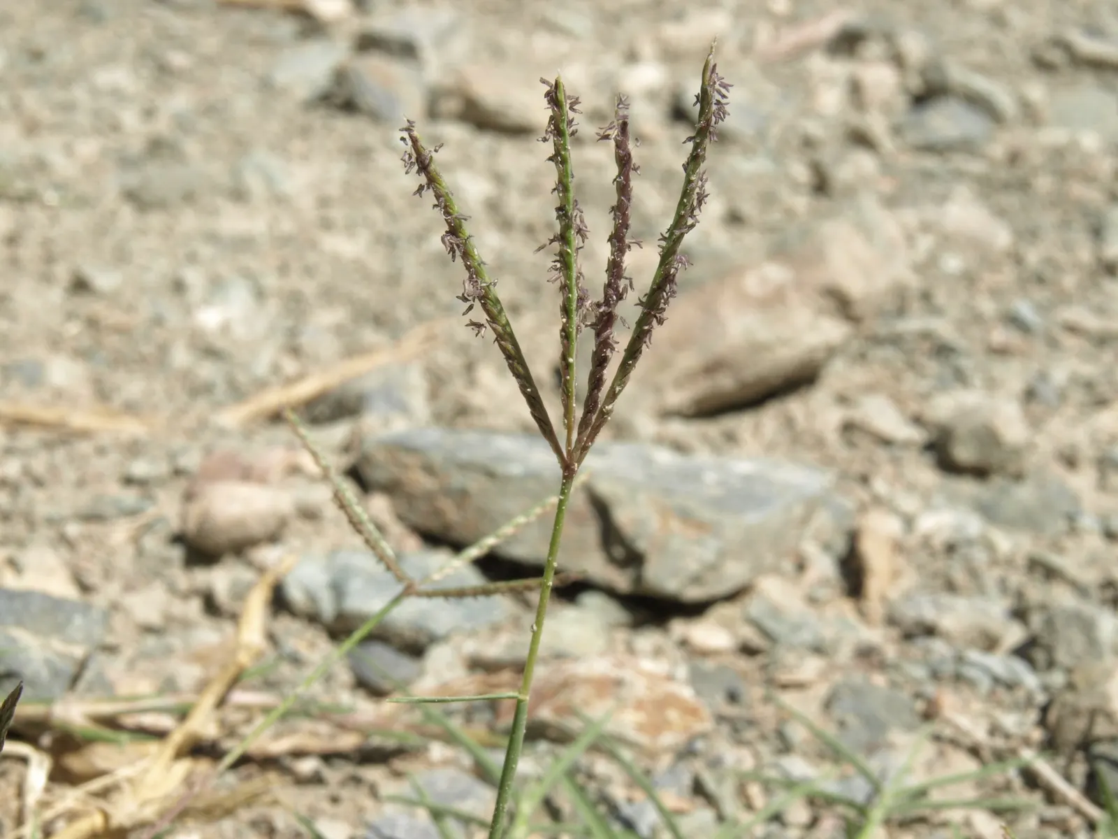 Bermuda Grass, Devil's Grass (Cynodon Dactylon) — Regular fertilization with nitrogen-rich products will enhance its growth and color intensity; or, image 54