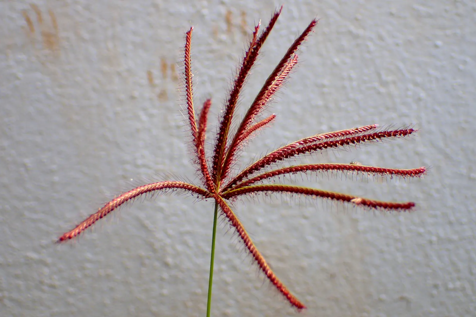 Bermuda Grass, Devil's Grass (Cynodon Dactylon) — This fine-textured grass boasts a deep green color and spreads quickly through both rhizomes and, image 46