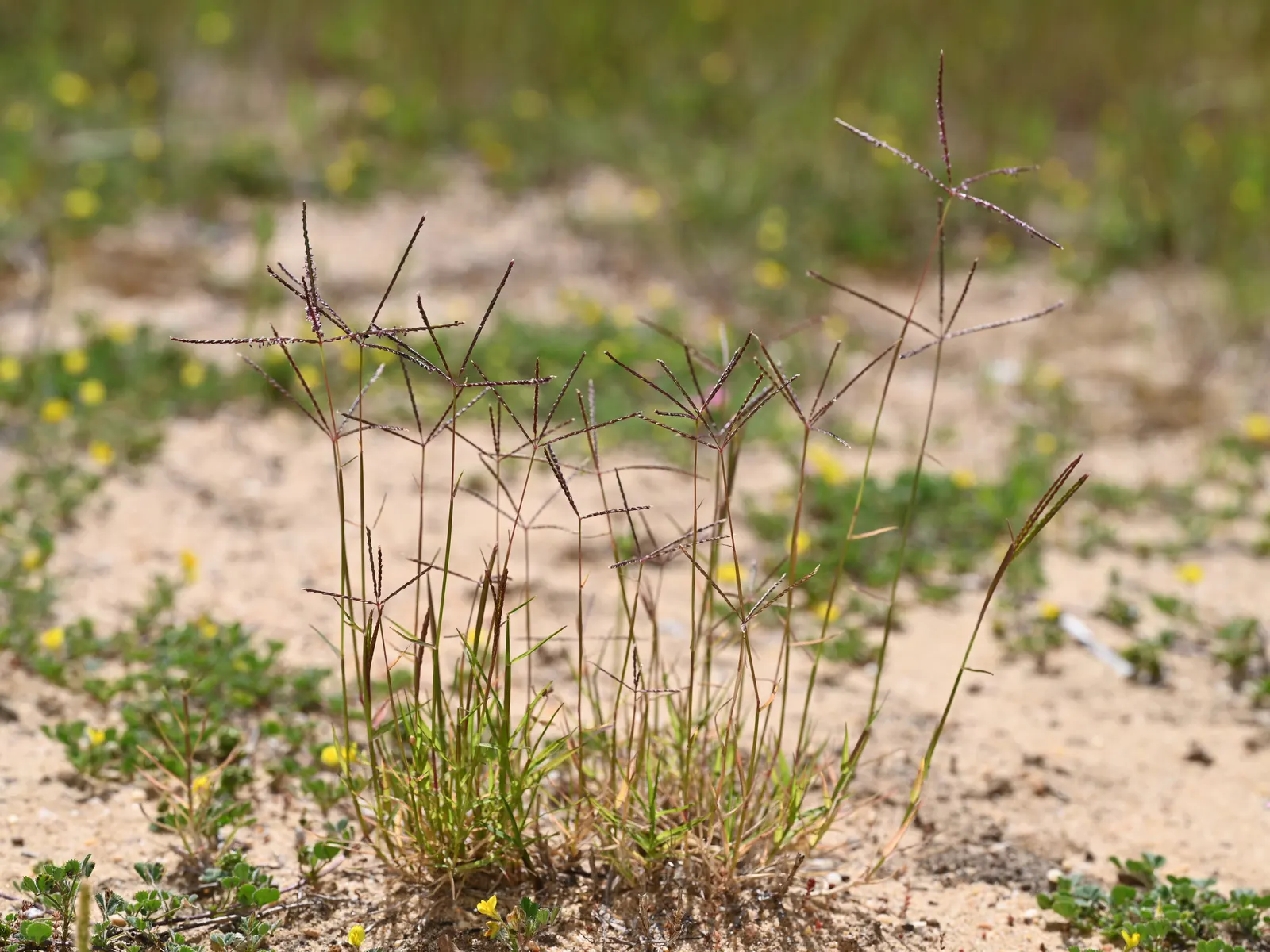 Bermuda Grass, Devil's Grass (Cynodon Dactylon) — Bermuda Grass is highly tolerant of drought conditions
