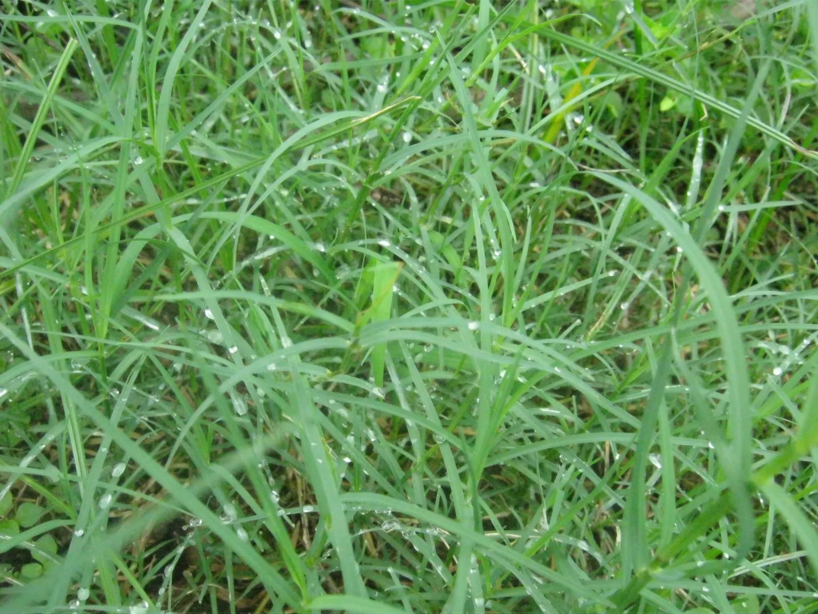 Bermuda Grass, Devil's Grass (Cynodon Dactylon) — this warm-season grass has a fine texture with deep green blades reaching 0.5 to 1.5 inches