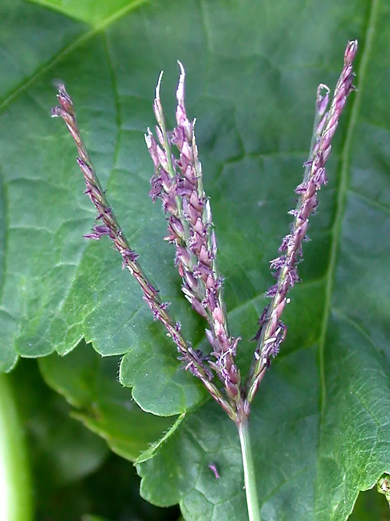 Bermuda Grass, Devil's Grass (Cynodon Dactylon) — requiring minimal irrigation once established; bermuda Grass will become dormant and turn brown, image 49