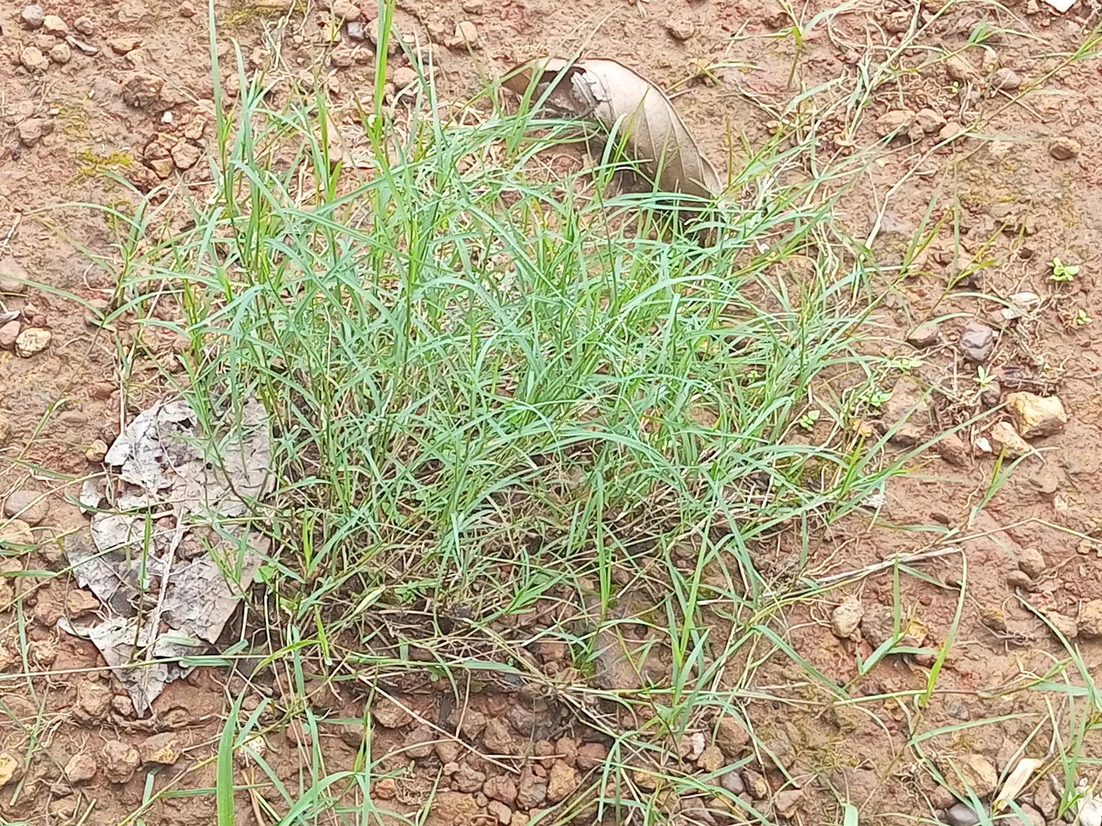 Bermuda Grass, Devil's Grass (Cynodon Dactylon) — Frequent mowing ensures a lush; is a warm-season perennial turfgrass known for its versatility, image 72