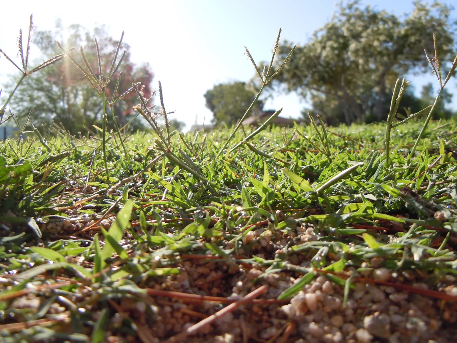 Bermuda Grass, Devil's Grass (Cynodon Dactylon) — Frequent mowing ensures a lush; is a warm-season perennial turfgrass known for its versatility, image 53