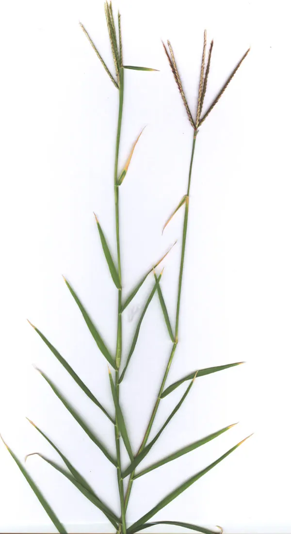 Bermuda Grass, Devil's Grass (Cynodon Dactylon) — or as low as 0.5 inches for golf course fairways; grass for full, image 71