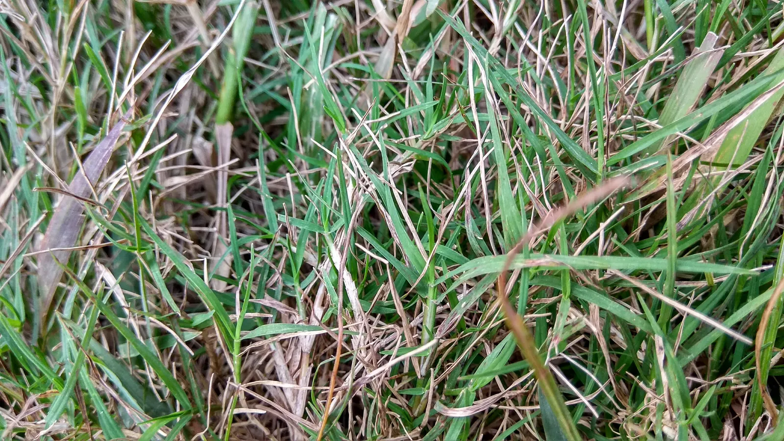 Bermuda Grass, Devil's Grass (Cynodon Dactylon) — In the peak growing season; drought-tolerant; optimal in USDA Zones 7 through 10