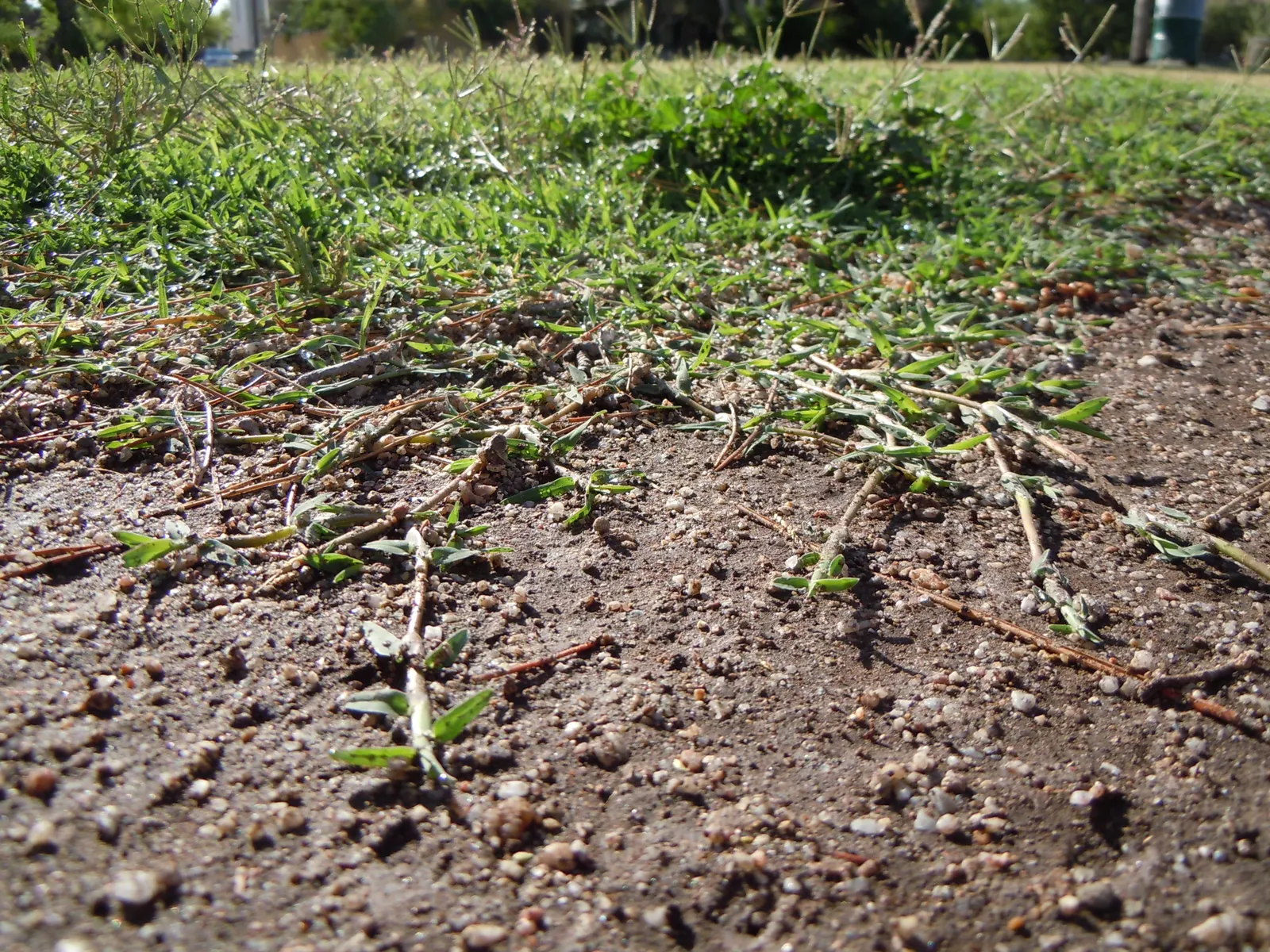 Bermuda Grass, Devil's Grass (Cynodon Dactylon) — Bermuda Grass, or Cynodon dactylon, is a hardy perennial known for its aggressive growth; mow to a height of