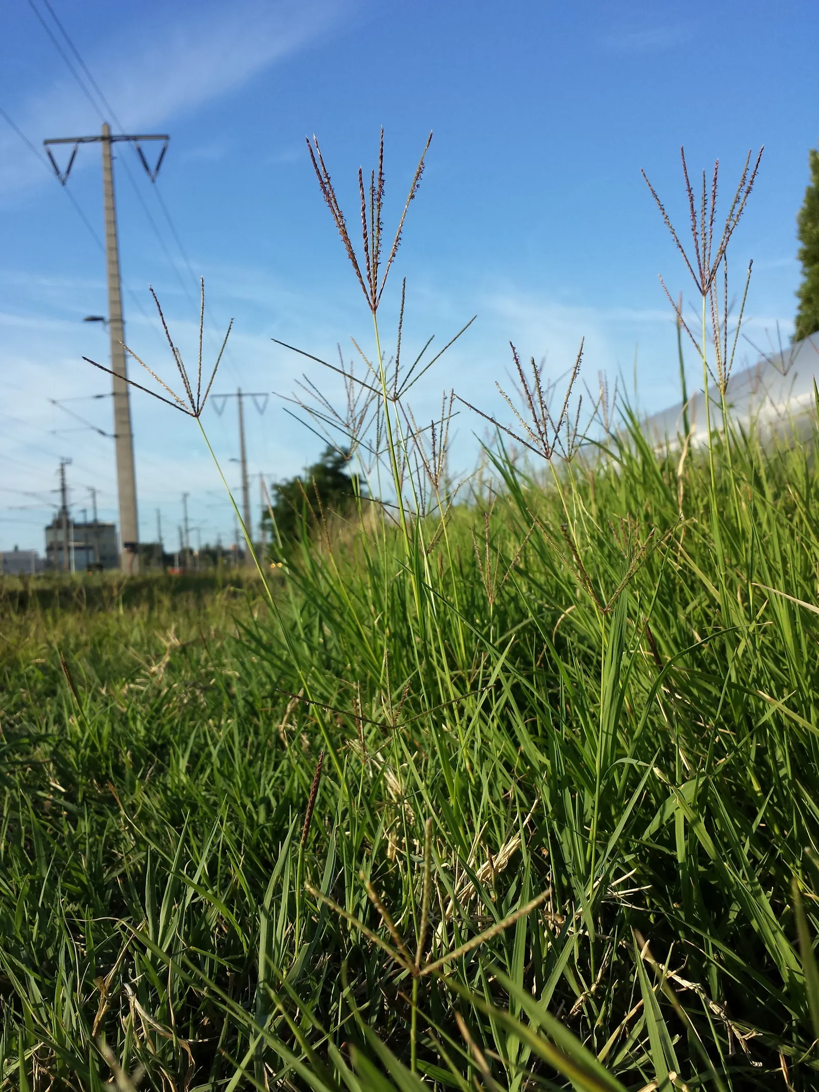 Bermuda Grass, Devil's Grass (Cynodon Dactylon) — grass for full; regular fertilization with nitrogen-rich products will enhance its growth and color intensity