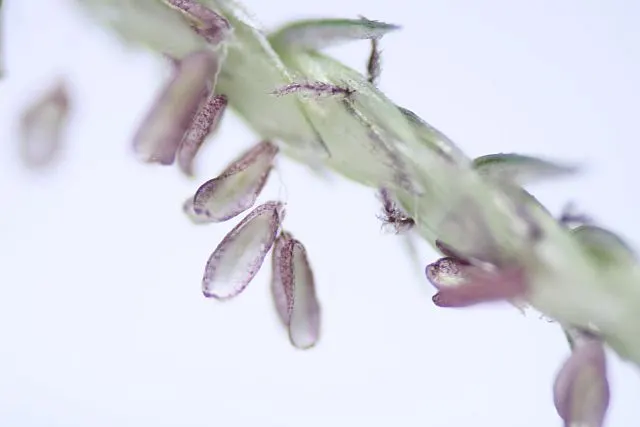 Bermuda Grass, Devil's Grass (Cynodon Dactylon) — or as low as 0.5 inches for golf course fairways; grass for full