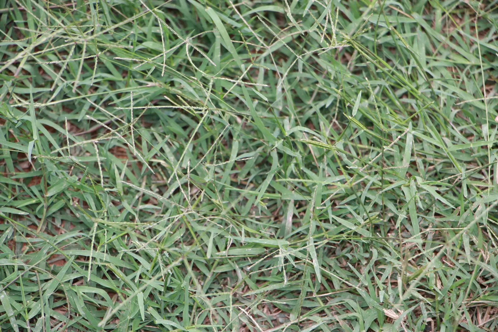 Bermuda Grass, Devil's Grass (Cynodon Dactylon) — Bermuda Grass is highly tolerant of drought conditions, image 67