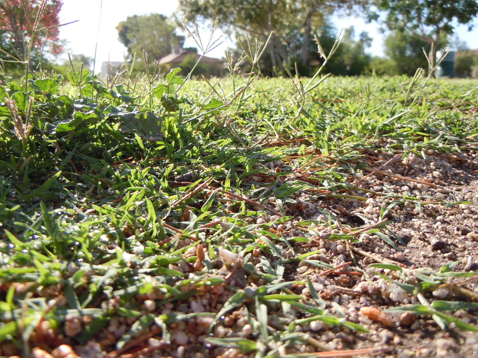 Bermuda Grass, Devil's Grass (Cynodon Dactylon) — Drought-tolerant; optimal in USDA Zones 7 through 10; it may need weekly mowing to maintain the, image 43