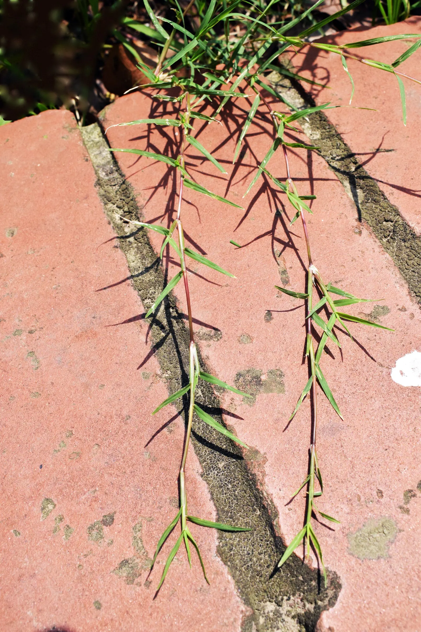 Bermuda Grass, Devil's Grass (Cynodon Dactylon) — is a warm-season perennial turfgrass known for its versatility and resilience; this fine-textured, image 64