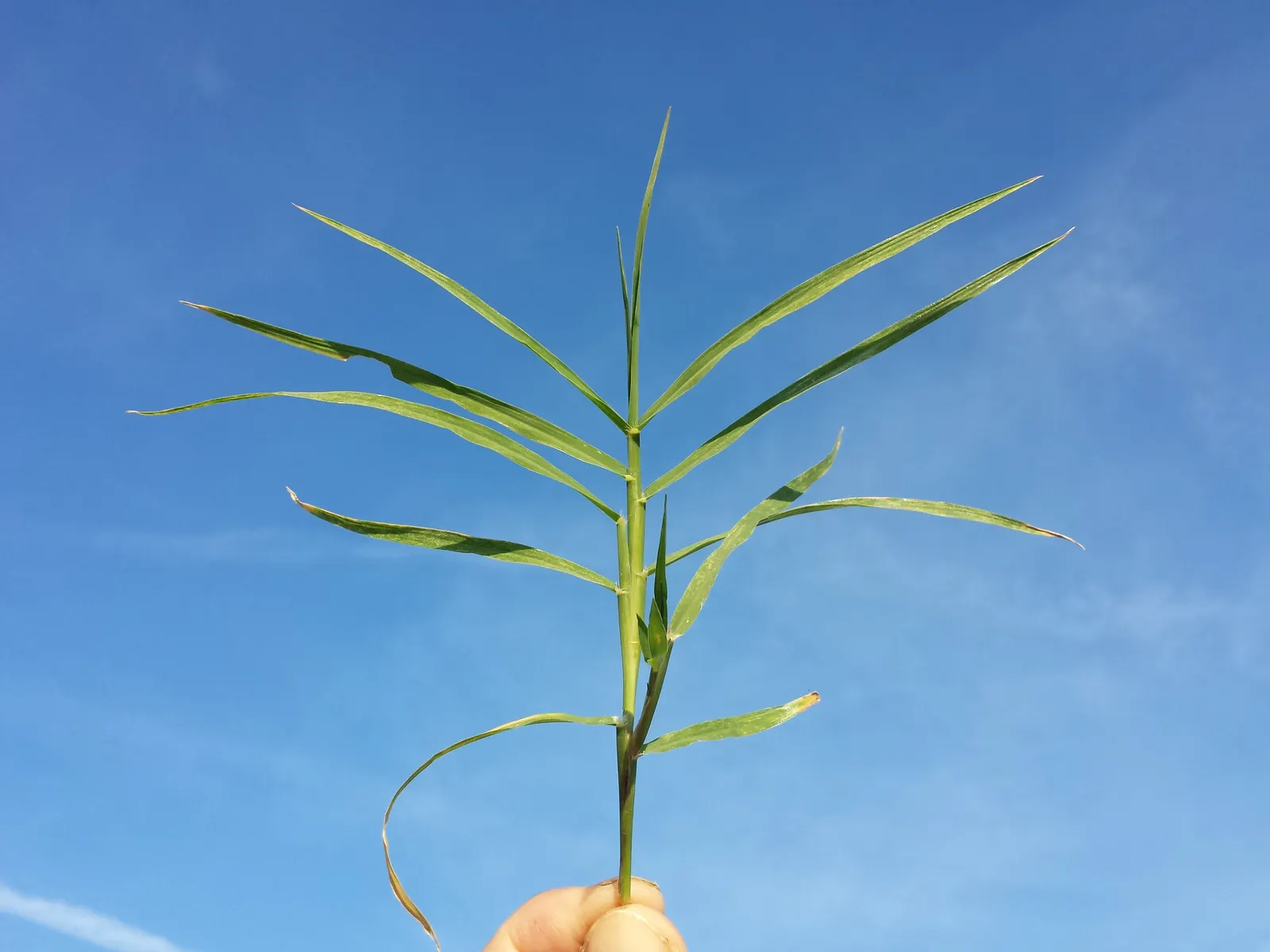 Bermuda Grass, Devil's Grass (Cynodon Dactylon) — This fine-textured grass boasts a deep green color and spreads quickly through both rhizomes and, image 27