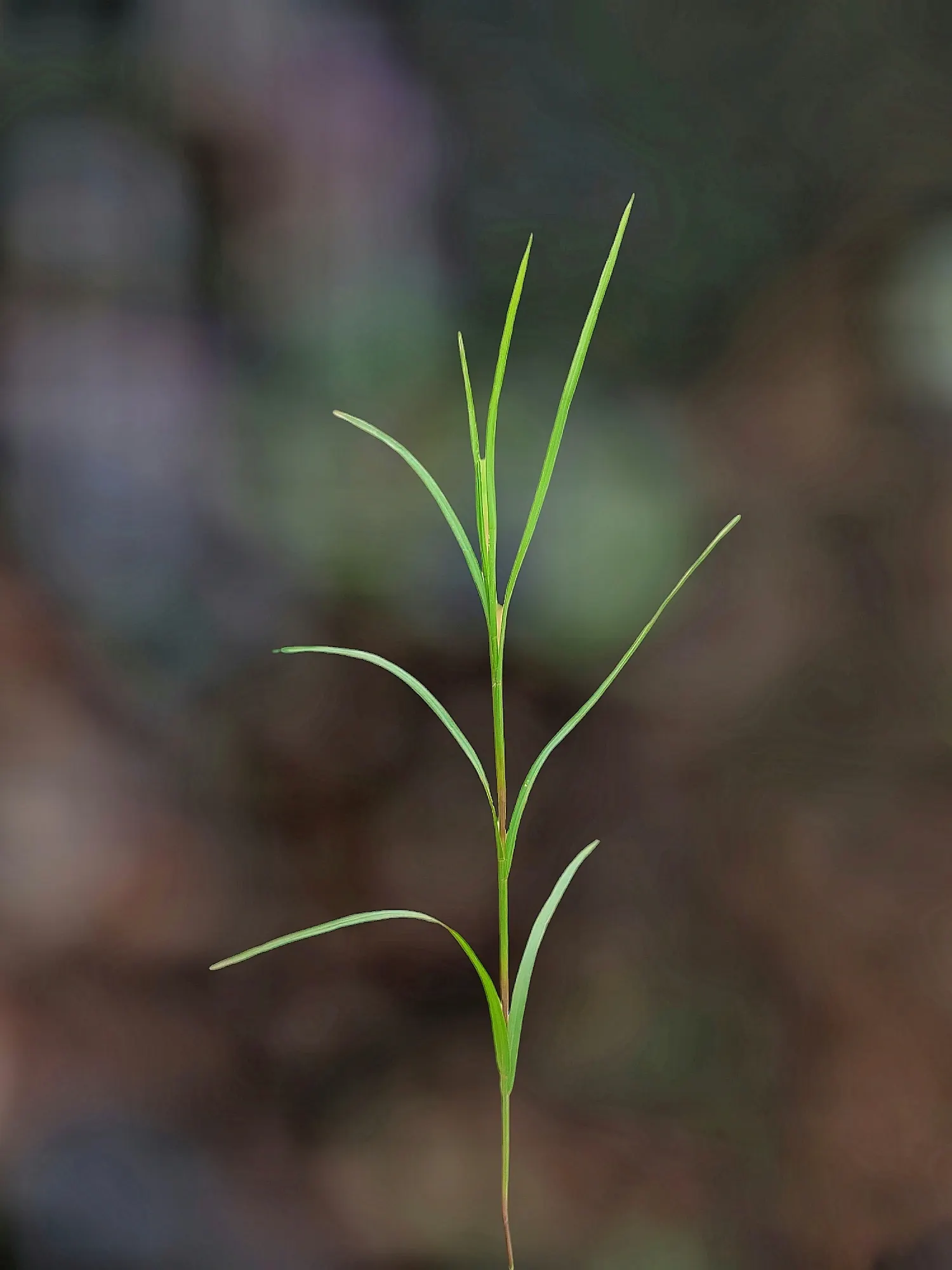 Bermuda Grass, Devil's Grass (Cynodon Dactylon) — requiring minimal irrigation once established; bermuda Grass will become dormant and turn brown, image 68