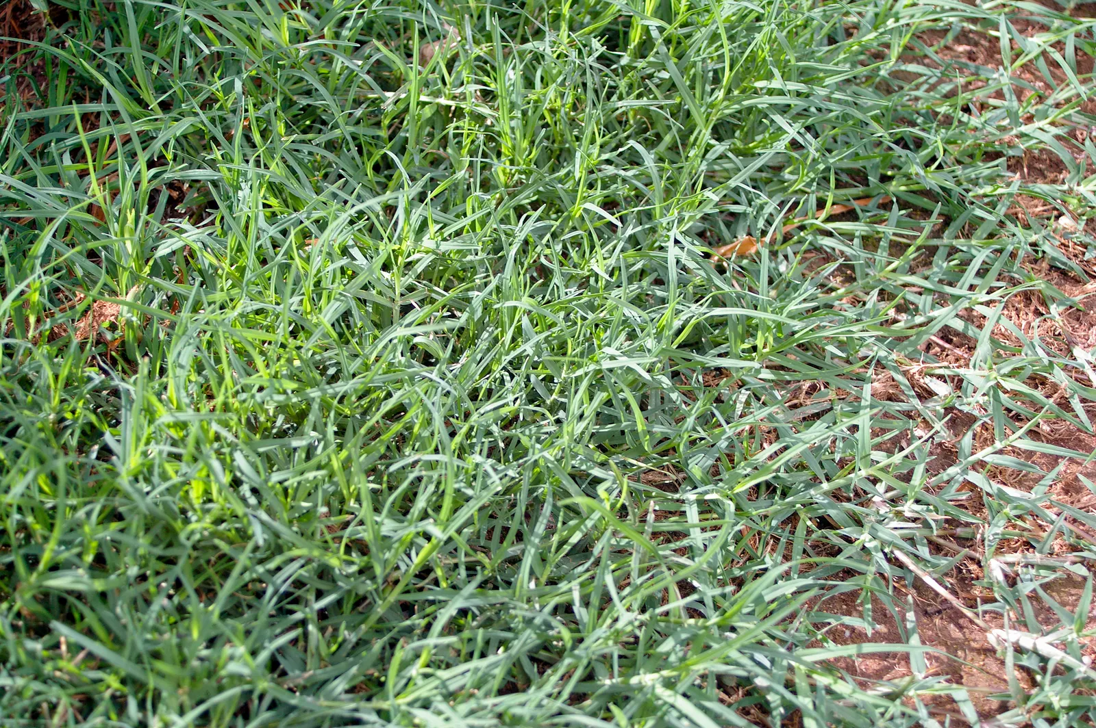 Bermuda Grass, Devil's Grass (Cynodon Dactylon) — Frequent mowing ensures a lush