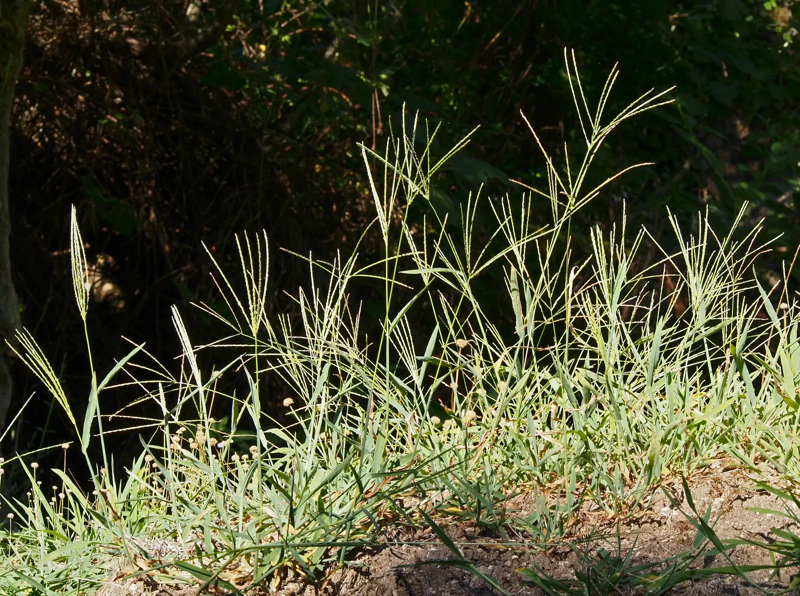 Bermuda Grass, Devil's Grass (Cynodon Dactylon) — this warm-season grass has a fine texture with deep green blades reaching 0.5 to 1.5 inches, image 59