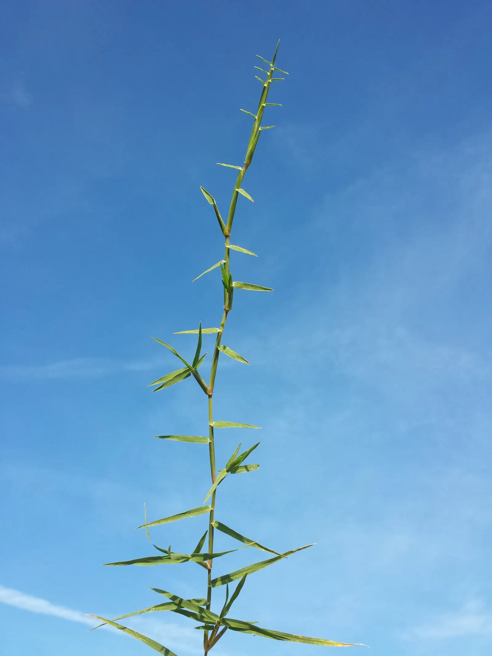 Bermuda Grass, Devil's Grass (Cynodon Dactylon) — is a warm-season perennial turfgrass known for its versatility and resilience