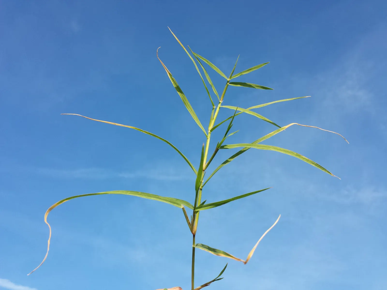 Bermuda Grass, Devil's Grass (Cynodon Dactylon) — Regular fertilization with nitrogen-rich products will enhance its growth and color intensity