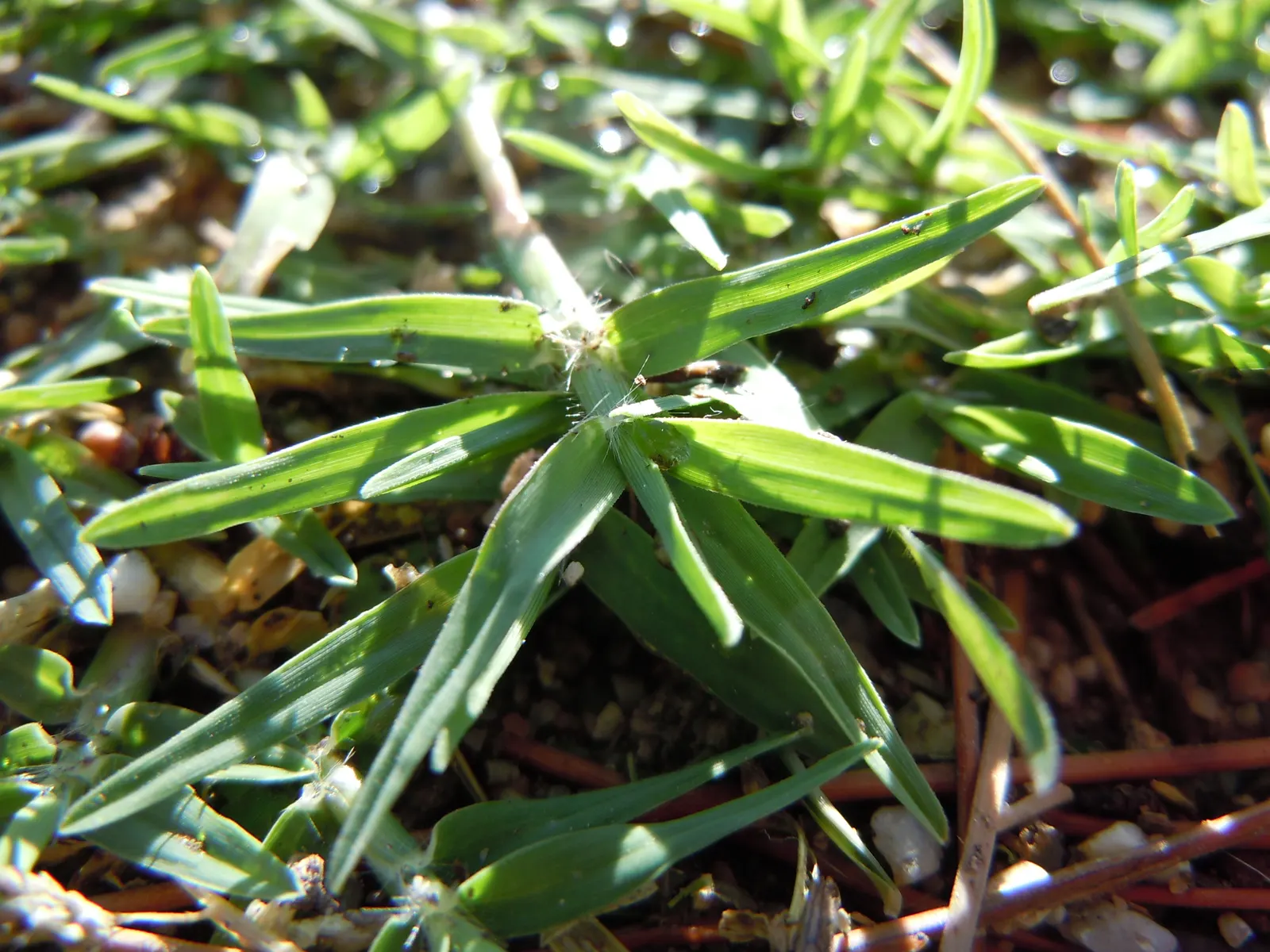 Bermuda Grass, Devil's Grass (Cynodon Dactylon) — Bermuda Grass will become dormant and turn brown with the onset of cold weather; this warm-season, image 74