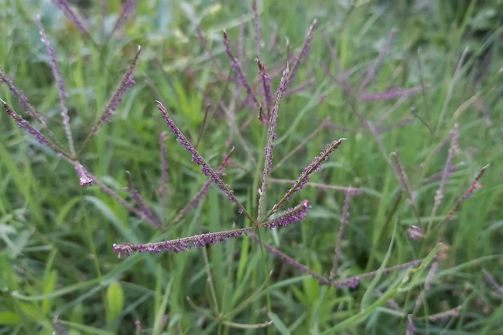 Bermuda Grass, Devil's Grass (Cynodon Dactylon) — this warm-season grass has a fine texture with deep green blades reaching 0.5 to 1.5 inches; requiring