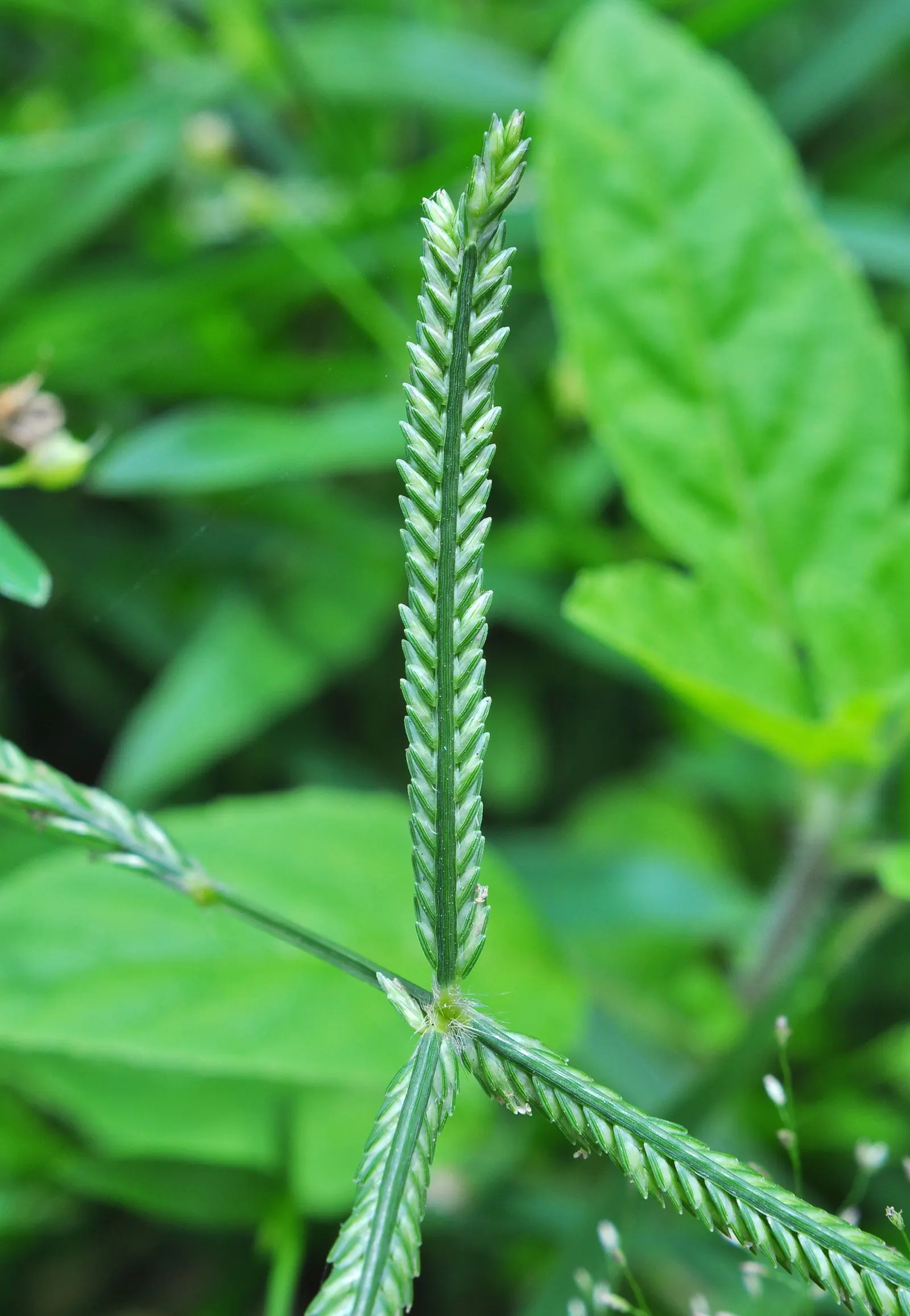 Bermuda Grass, Devil's Grass (Cynodon Dactylon) — Robust rhizomes and stolons form a dense sod, ideal for high-traffic areas; but will green up, image 60
