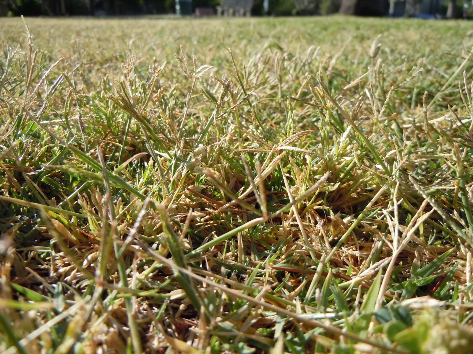 Bermuda Grass, Devil's Grass (Cynodon Dactylon) — Mow to a height of 1 to 1.5 inches for a manicured look; also referred to as Devil's Grass or, image 61