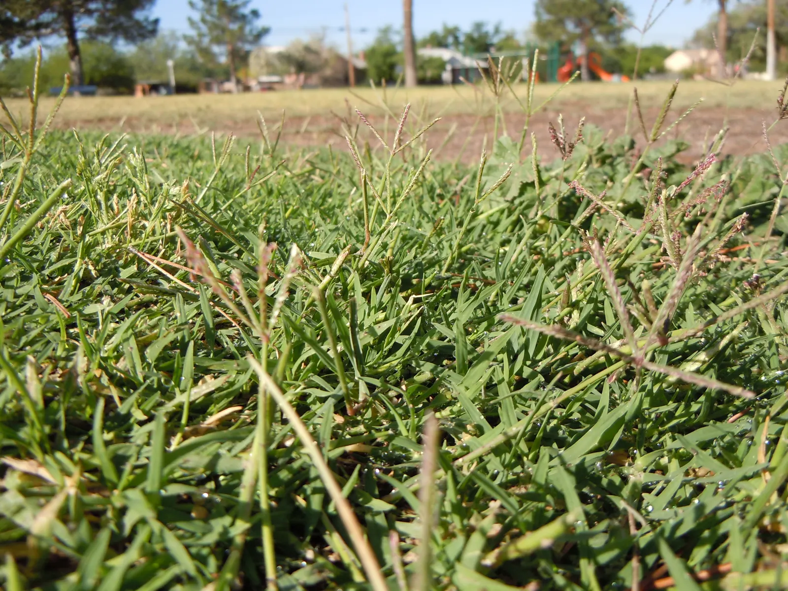Bermuda Grass, Devil's Grass (Cynodon Dactylon) — but will green up rapidly with the return of warmer temperatures in spring
