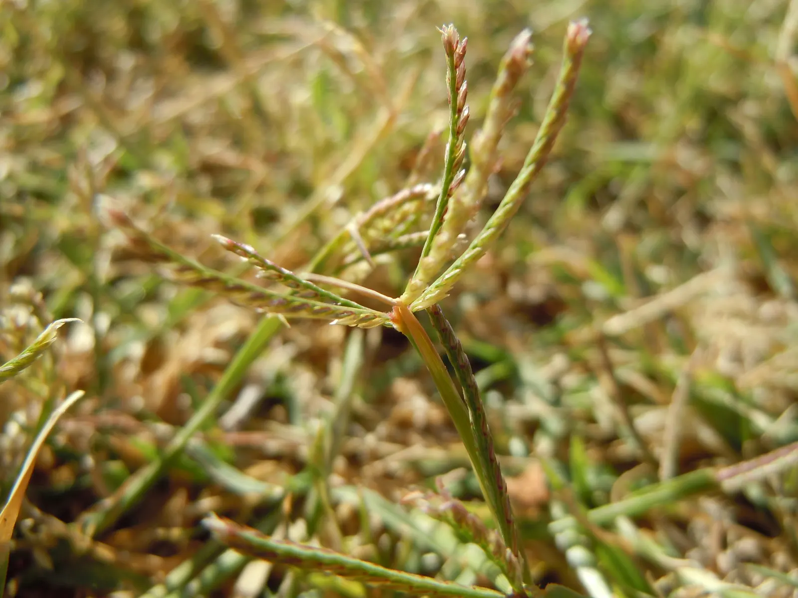 Bermuda Grass, Devil's Grass (Cynodon Dactylon) — or as low as 0.5 inches for golf course fairways