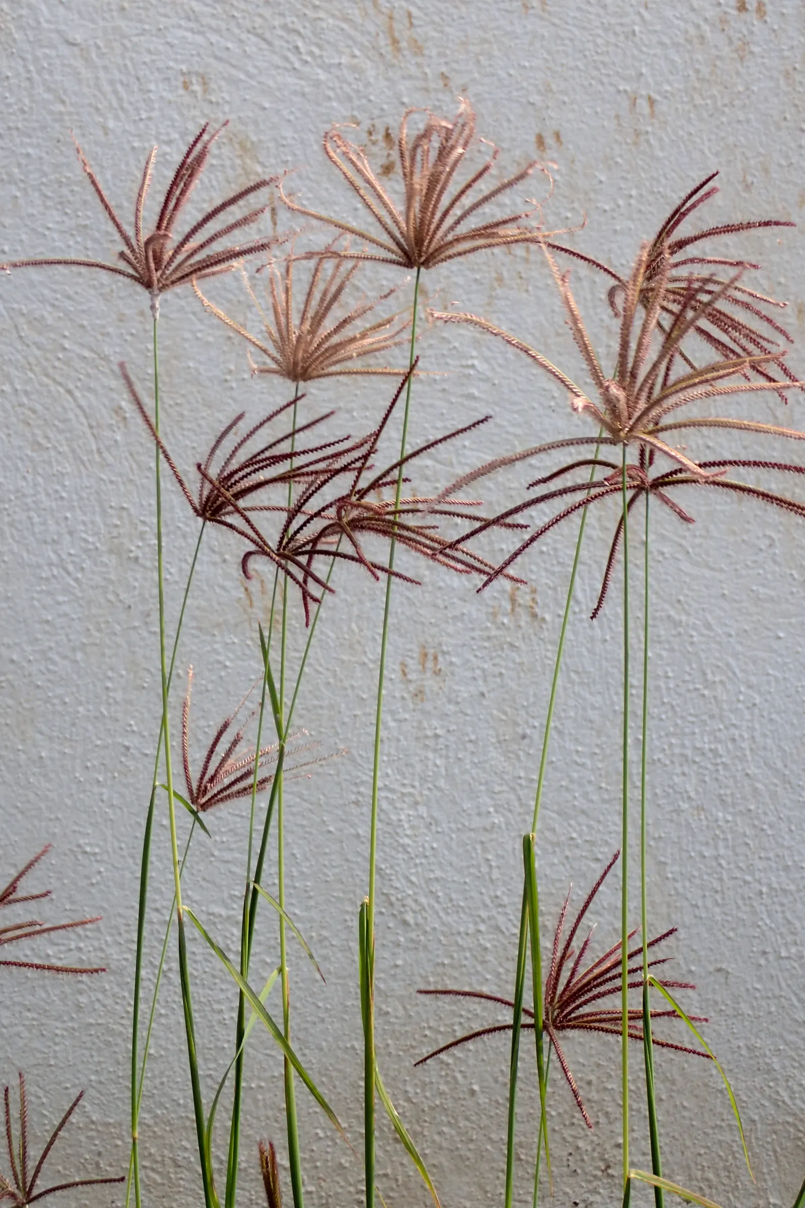 Bermuda Grass, Devil's Grass (Cynodon Dactylon) — Bermuda Grass is highly tolerant of drought conditions, image 48