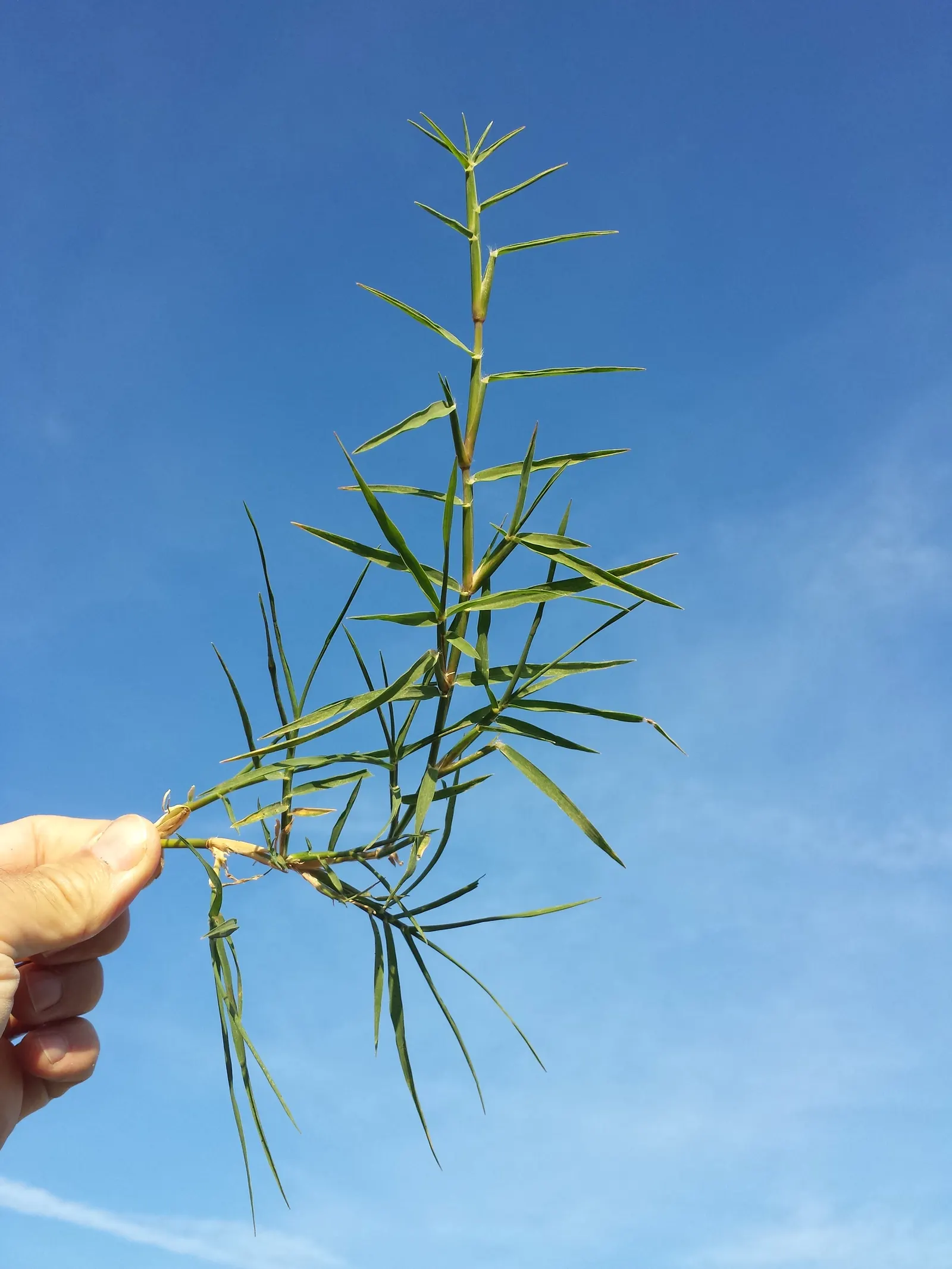 Bermuda Grass, Devil's Grass (Cynodon Dactylon) — Robust rhizomes and stolons form a dense sod, ideal for high-traffic areas; but will green up rapidly with