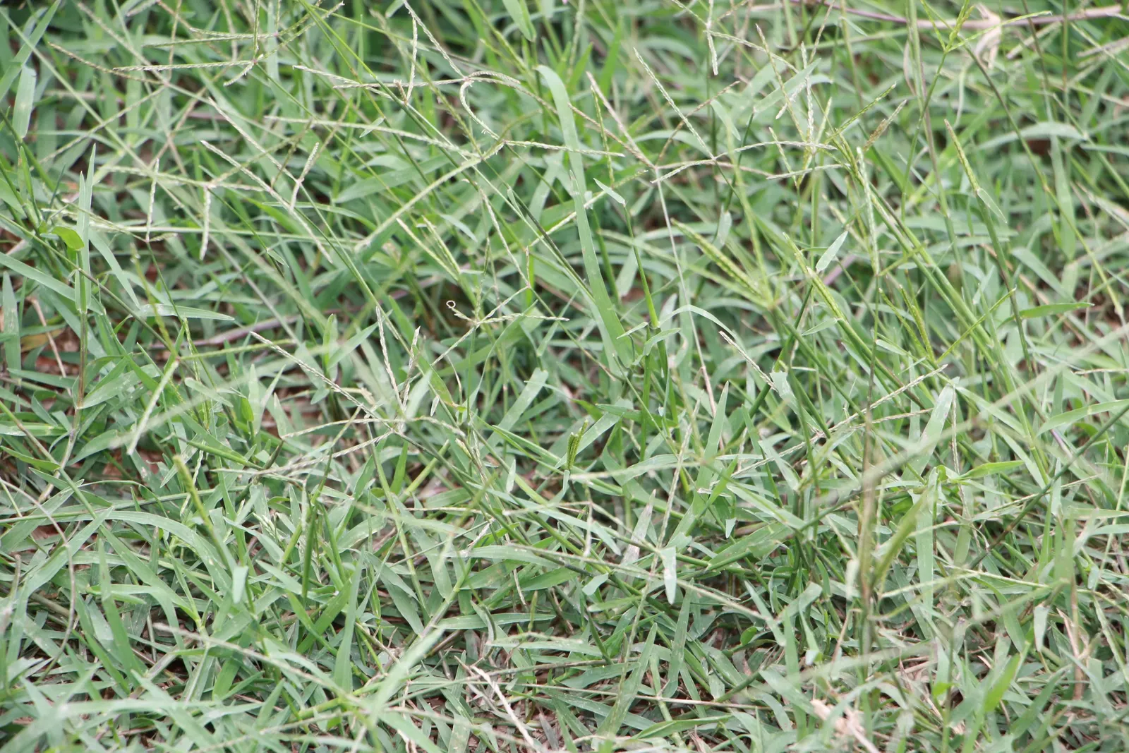 Bermuda Grass, Devil's Grass (Cynodon Dactylon) — This fine-textured grass boasts a deep green color and spreads quickly through both rhizomes and stolons