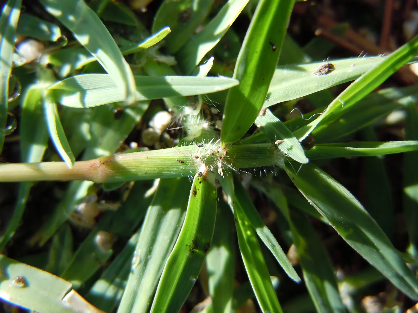 Bermuda Grass, Devil's Grass (Cynodon Dactylon) — but will green up rapidly with the return of warmer temperatures in spring; forming a dense and durable