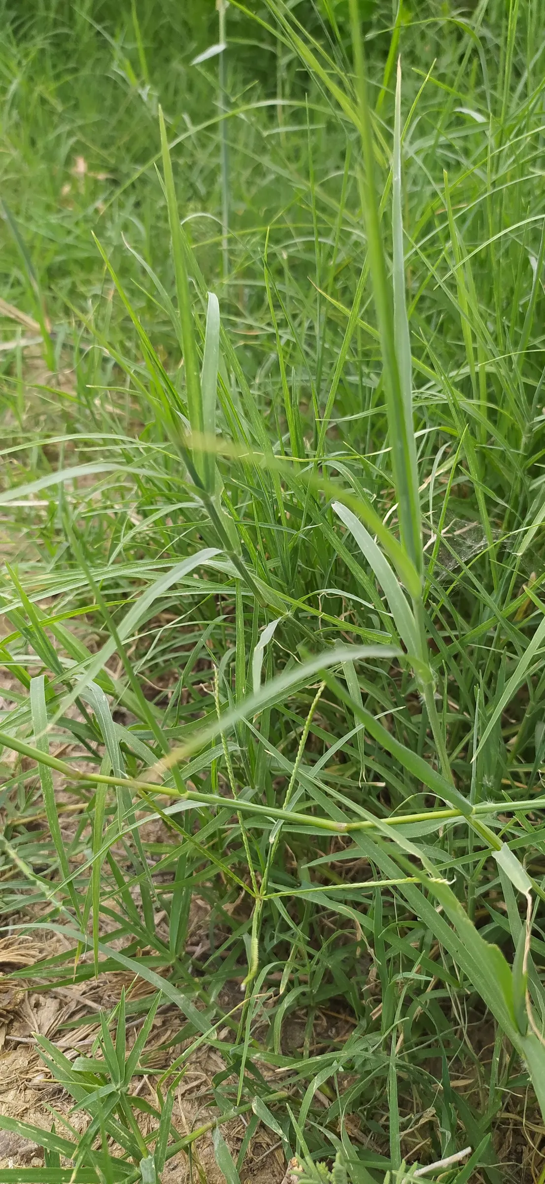 Bermuda Grass, Devil's Grass (Cynodon Dactylon) — Bermuda Grass, or Cynodon dactylon, is a hardy perennial known for its aggressive growth; mow to, image 58