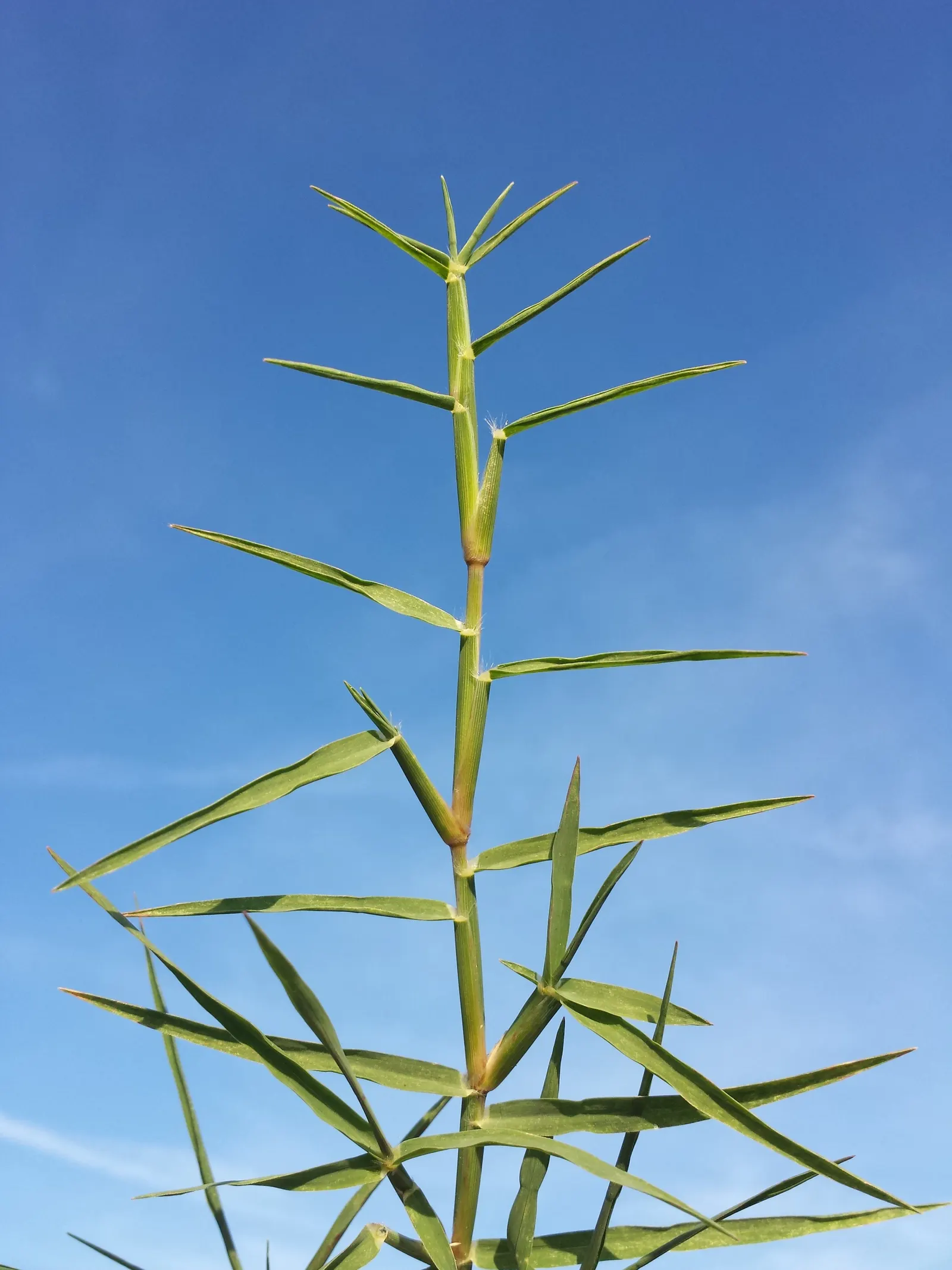 Bermuda Grass, Devil's Grass (Cynodon Dactylon) — Bermuda Grass is highly tolerant of drought conditions, image 29