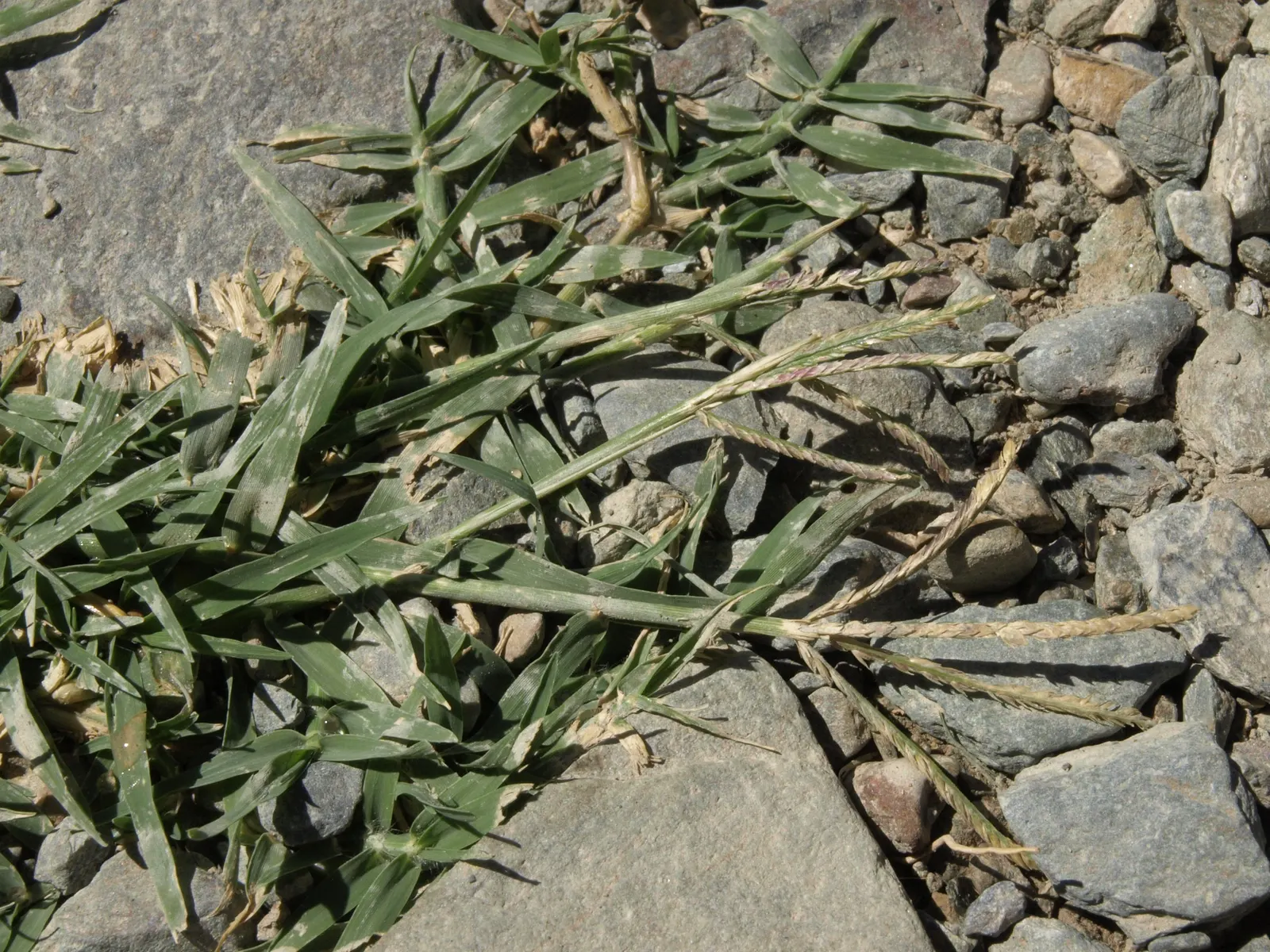Bermuda Grass, Devil's Grass (Cynodon Dactylon) — Bermuda Grass, or Cynodon dactylon, is a hardy perennial known for its aggressive growth; mow to, image 39