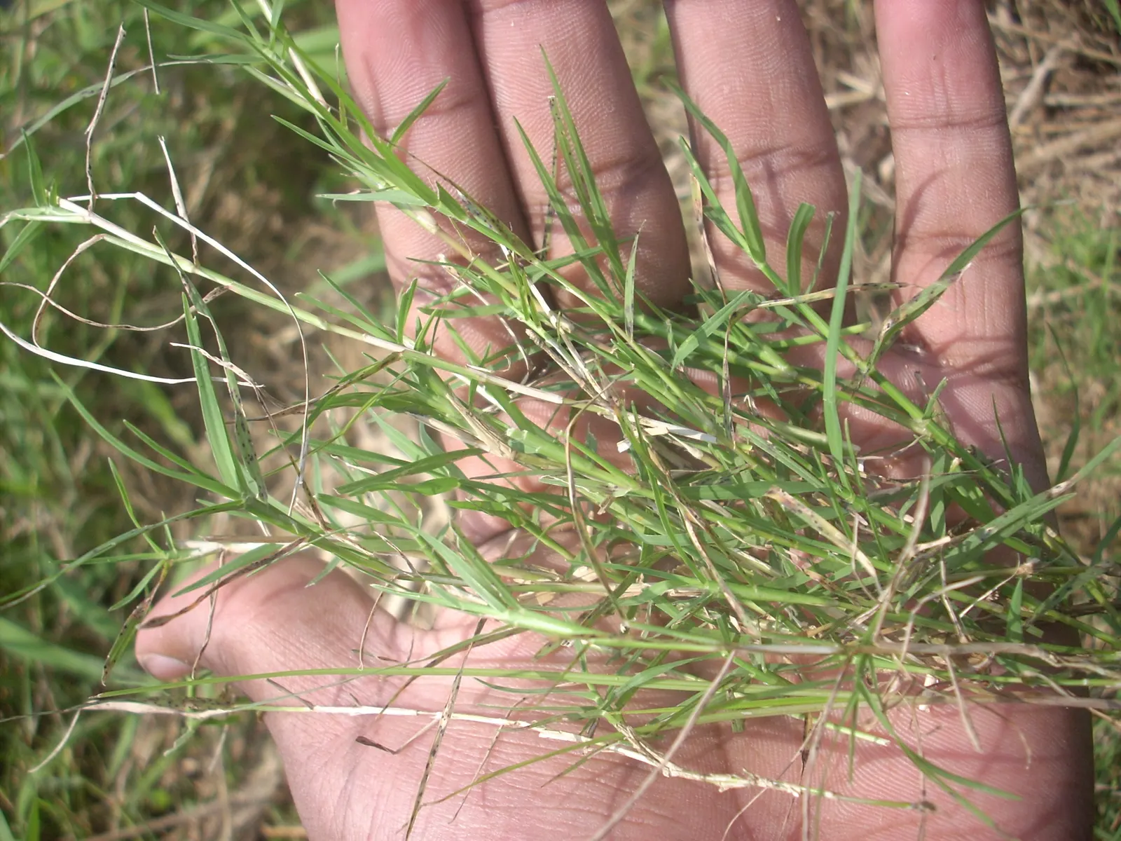 Bermuda Grass, Devil's Grass (Cynodon Dactylon) — In the peak growing season
