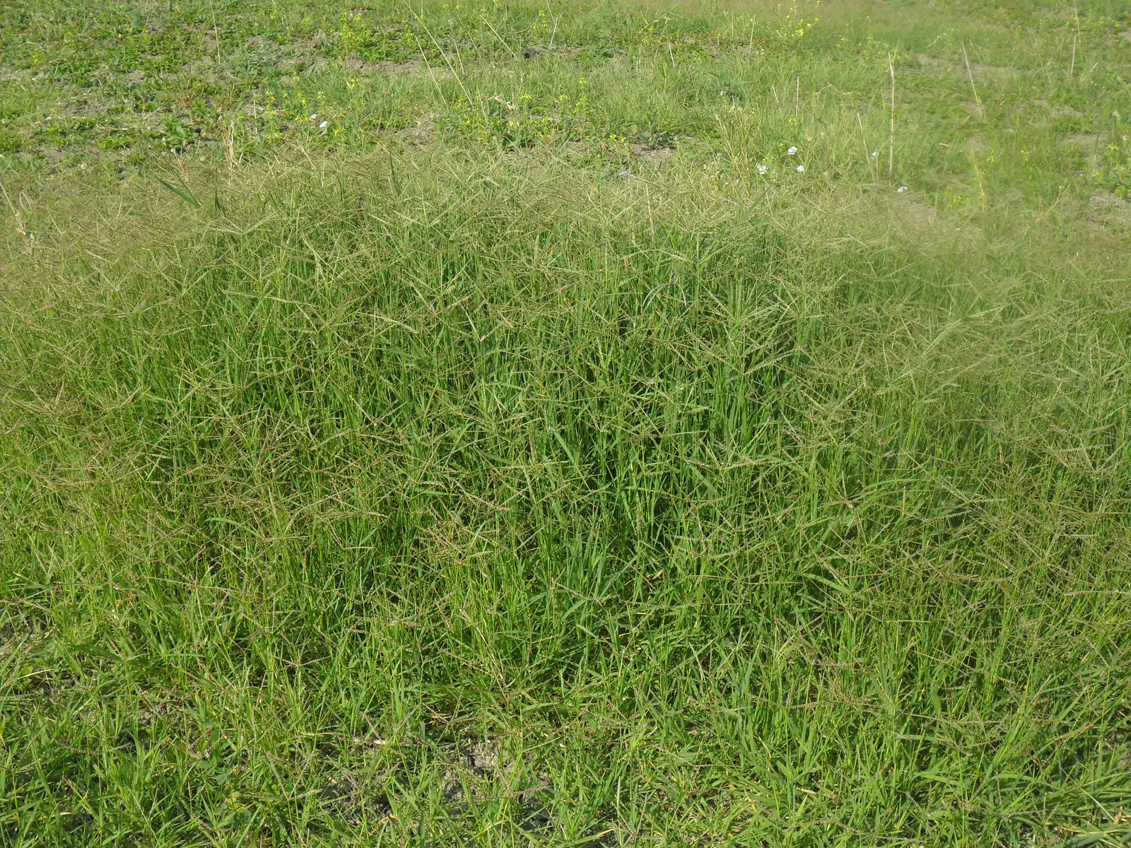 Bermuda Grass, Devil's Grass (Cynodon Dactylon) — Mow to a height of 1 to 1.5 inches for a manicured look; also referred to as Devil's Grass or scientifically