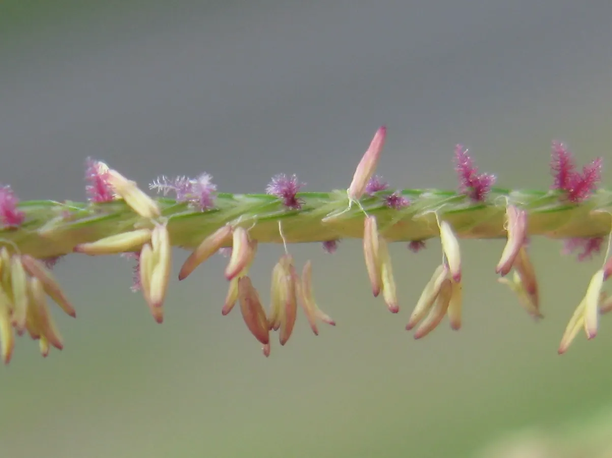 Bermuda Grass, Devil's Grass (Cynodon Dactylon) — Drought-tolerant; optimal in USDA Zones 7 through 10; it may need weekly mowing to maintain the desired