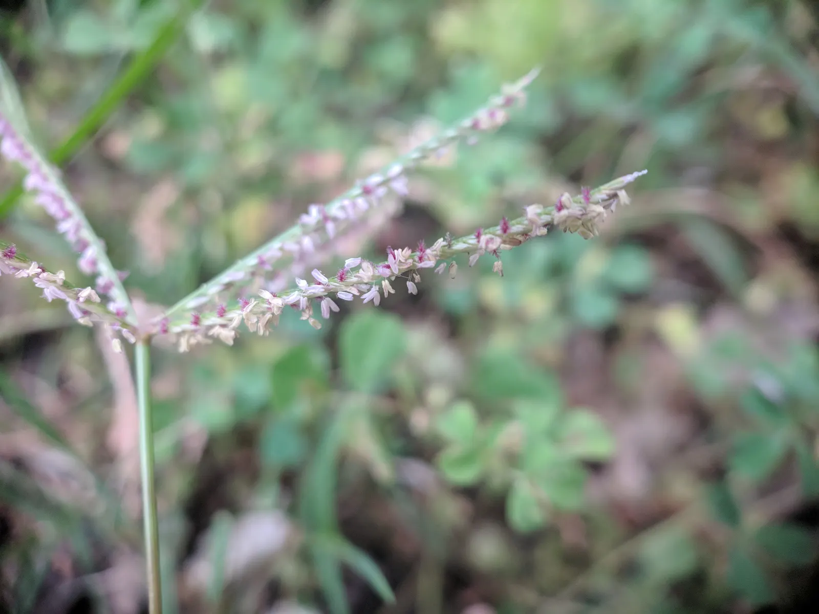 Bermuda Grass, Devil's Grass (Cynodon Dactylon) — Robust rhizomes and stolons form a dense sod, ideal for high-traffic areas